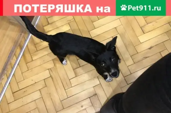 Найдена собака у ресторана «папа Джонс» на Новомытищинском