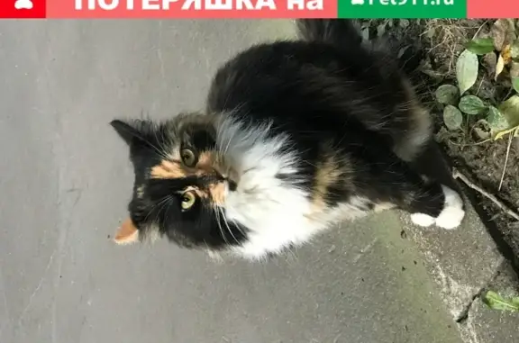 Найдена кошка на Измайловском проспекте 119