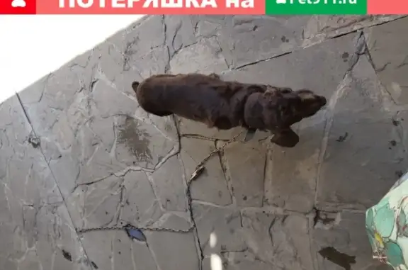Пропала собака в Новочеркасске: Русский спаниель, шоколадный окрас, 5 лет, мальчик.