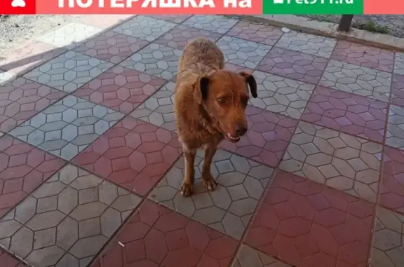 Найден рыжий пёсик в МО деревня Кабаново