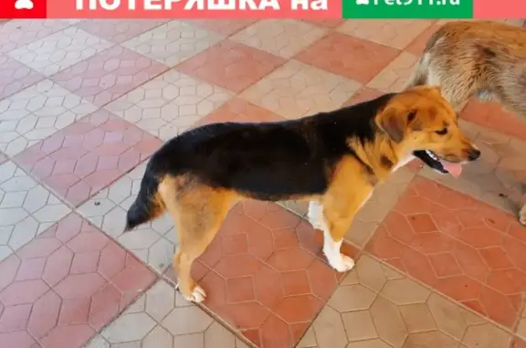 Найден пёсик без ошейника в деревне Кабаново, МО
