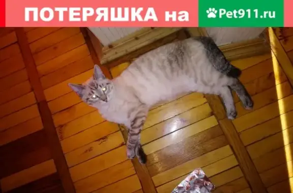 Кошки потеряшки, Смоленск, фото: Потеряшка кошка в районе п. Анастасино, г. Смоленск