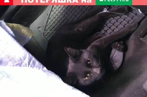 Найден кот на Ленинском мосту в Челябинске