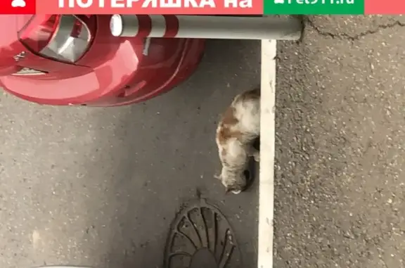 Найден истощенный кот на ул. Белорусская, рядом с д. 9 в Одинцово