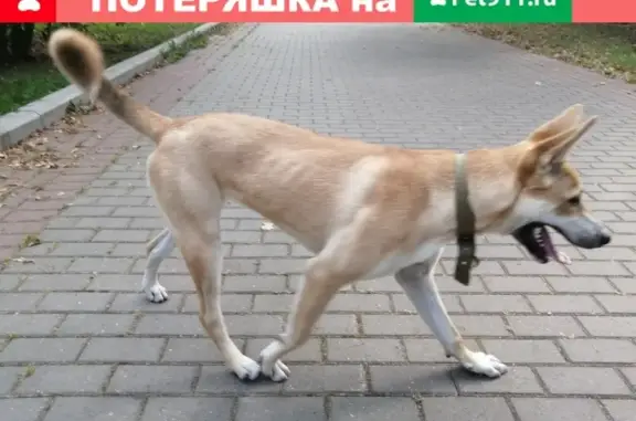 Найдена собака на Сиреневом бульваре
