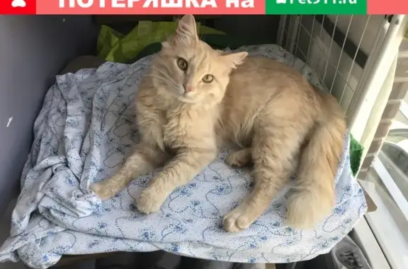 Найдена ласковая кошка в Чистом, Москва