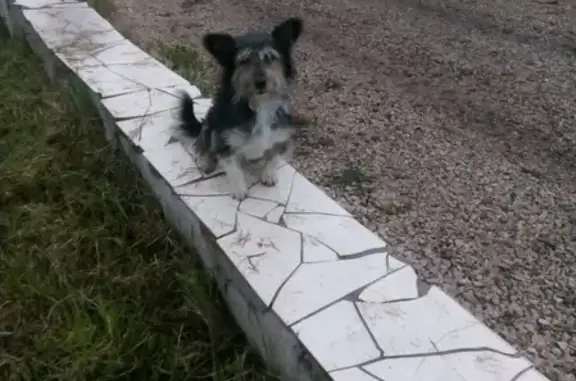 Пропала собака Лянка в ДНТ Щукино, Иркутская область