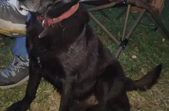 Найдена черная собака в д. Жостово, Мытищинский г.о.
