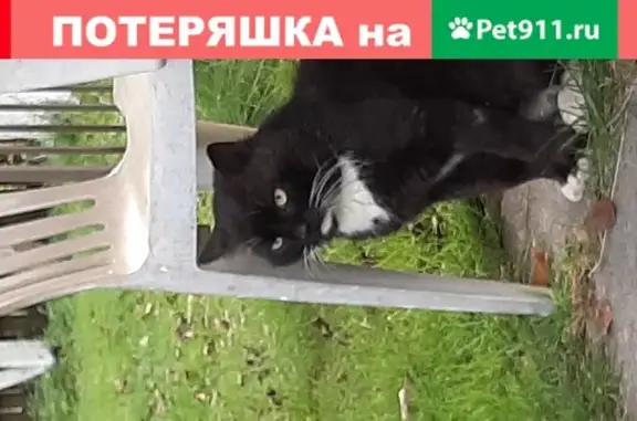 Кошка найдена в Перхушково, Московская обл.