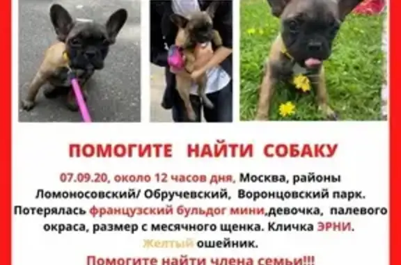 Пропала французская бульдог девочка в Москве