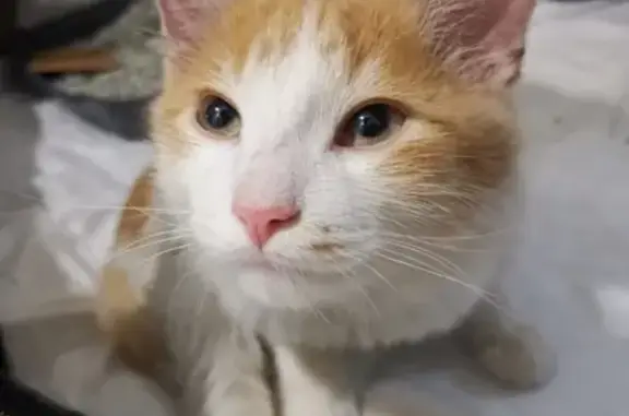 Найден рыже-белый котенок у метро Белорусская