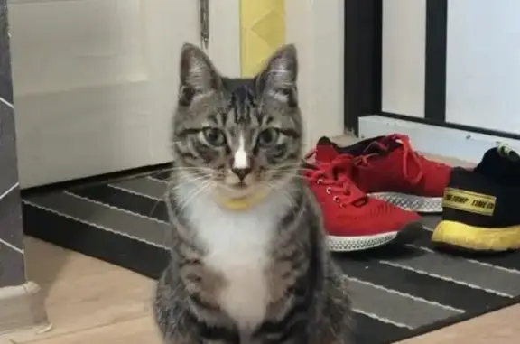 Найдена кошка на Шеронова 7 с белым пятном