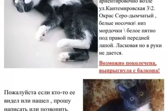 Пропала кошка на Кантемировской улице