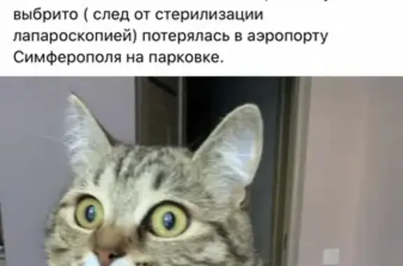 Пропала кошка Муся в аэропорту Симферополя, вознаграждение 30 тыс.рублей.