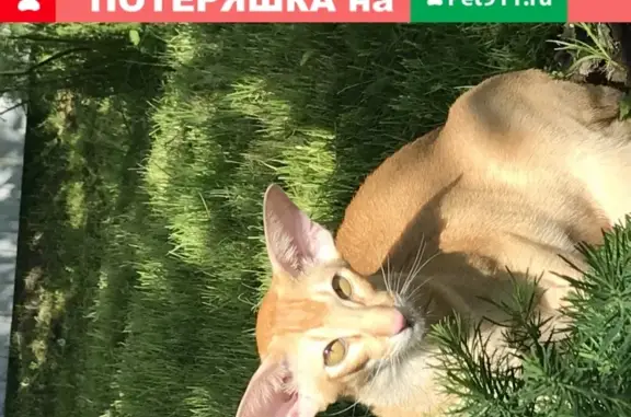 Пропала кошка Кот ориентальной породы в посёлке Южный, Сергиев Посад.