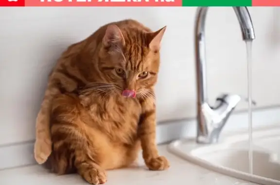 Пропал рыжий кот без хвоста в Новосибирске