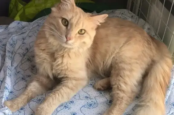 Найден домашний кот в Сабурово, ищет любящего хозяина