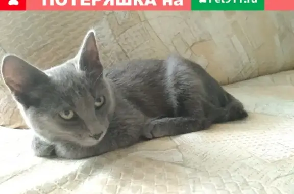 Найдена кошка возле Ленина 128, нужна хозяйка!
