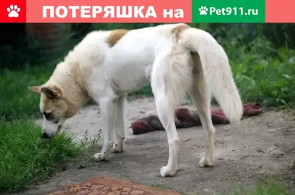 Пропала собака Клео на улице Расплетина, Москва