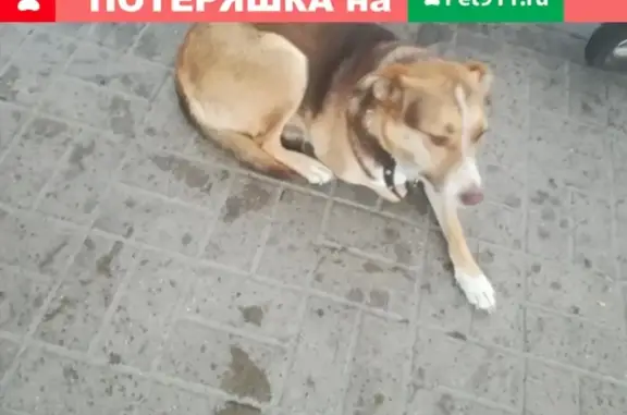 Собака найдена напротив Ж/д вокзала в Липецке
