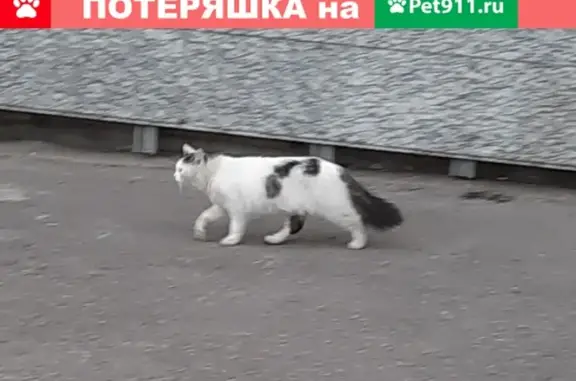 Найден домашний котик с пятнышками у ТЦ Питерленд