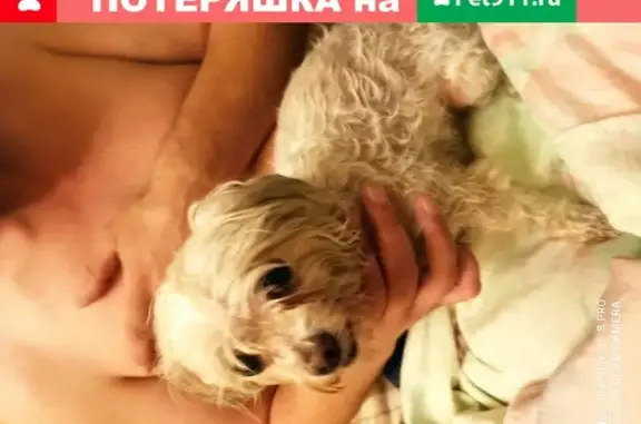 Собака на Люблинской, клеймо Россия