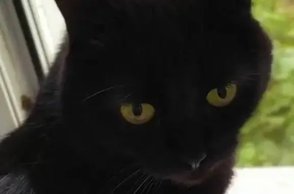 Пропала кошка Бартик в Домодедово, вознаграждение
