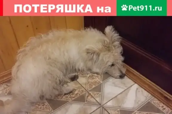 Найдена собака в Петрозаводске - срочно искомые хозяева!