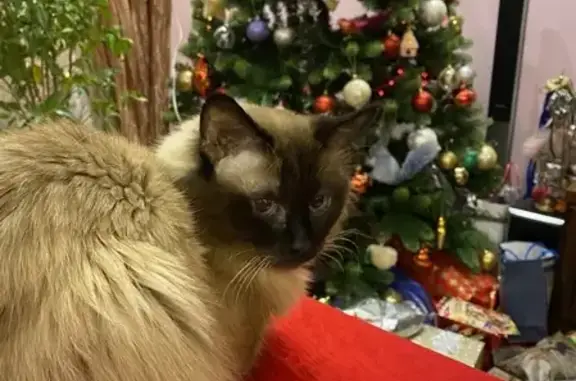 Пропала сиамская кошка в МО, посёлок Воровского