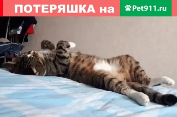 Пропала кошка Кот на ул. 40 лет Октября, Тамбов