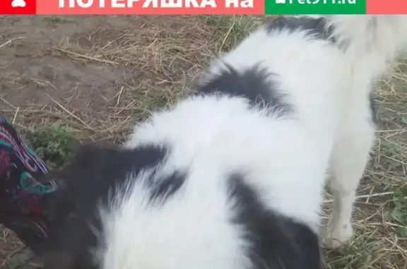 Найдена собака в Тульской области, деревня Круглое