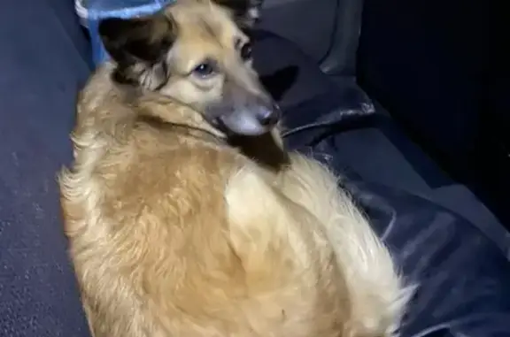 Собака найдена: Москва, ул. Сеславинская, метро Багратионовская