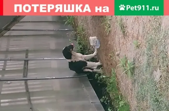 Найдена собака на Ярославском шоссе, Мытищи