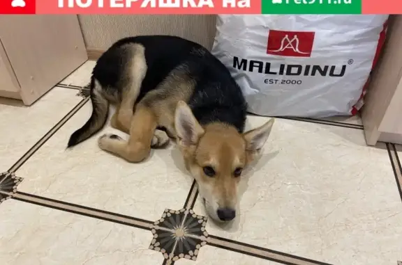 Найдена потерявшаяся собака в Чкаловске!