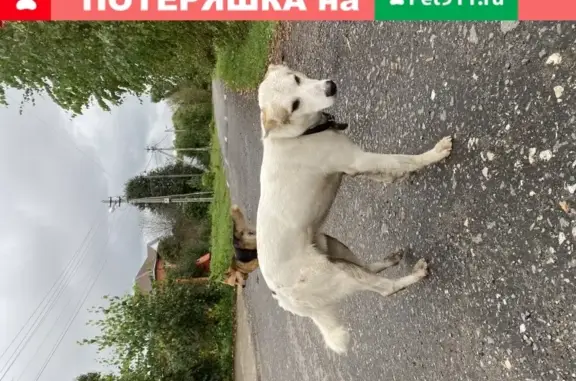 Найдена собака в Кутузово с травмой