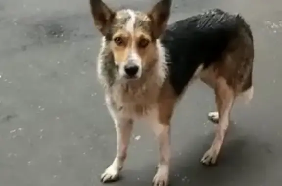 Найдена собака в Останкино, белый окрас, ошейник