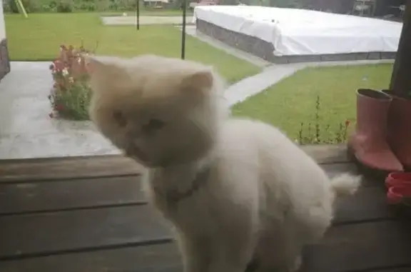 Пропал белый персидский котик на ул. Плодопитомник, ищет хозяина.