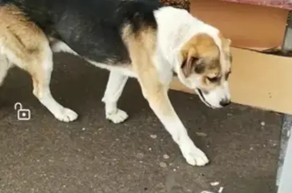 Найдена собака в п. Восточном, возле остановки 