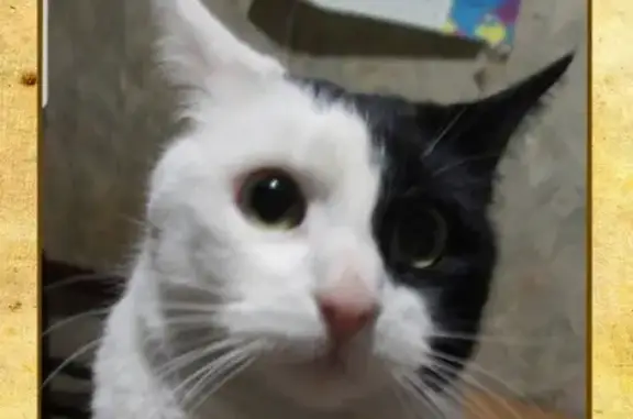 Кошки потеряшки, Санкт-Петербург, фото: Потеряшка кошка 