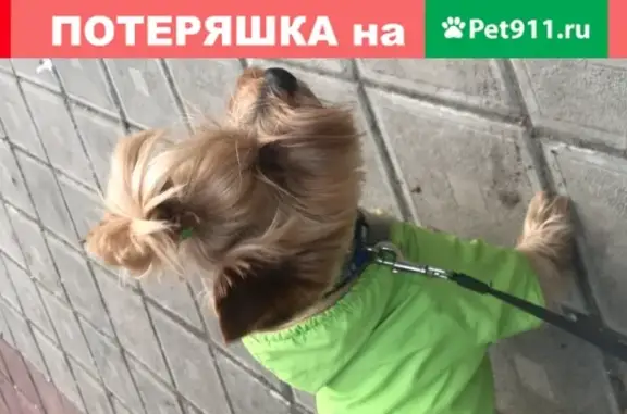 Пропала собака и мальчик Йорк в Омске на улице Глинки