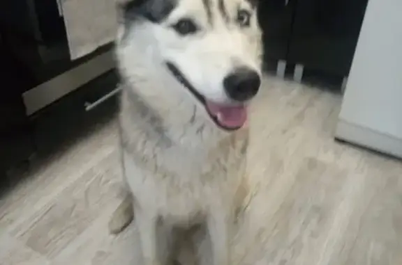 Собака Хаска найдена в Серпухове
