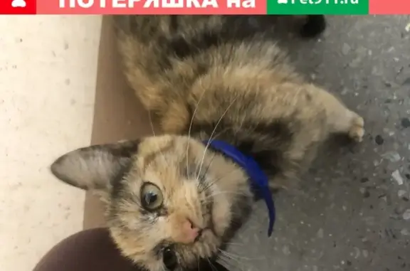 Котенок найден на ул. Ефремова, д. 5 (Калининград)