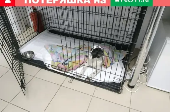 Найдена далматинская собачка возрастом 3 мес в районе Светлана, Сочи