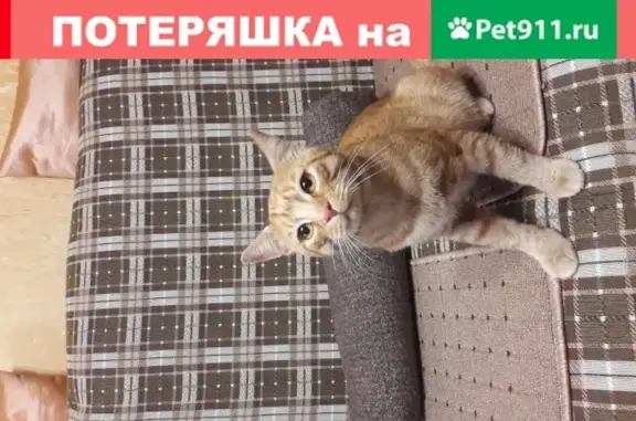 Найден котик на Луговой улице, Оренбург