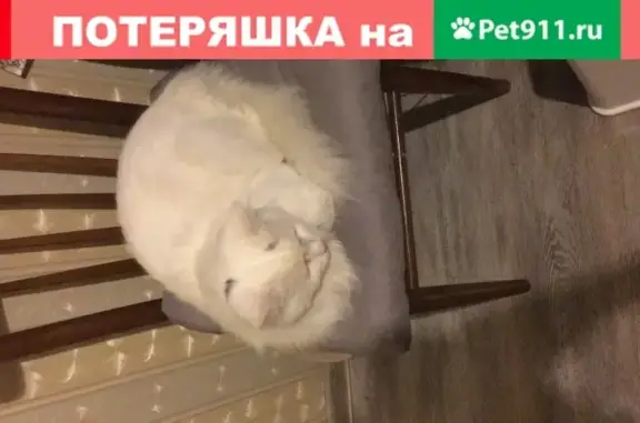 Найдена белая кошка на ул. 800-летия Москвы, д.10