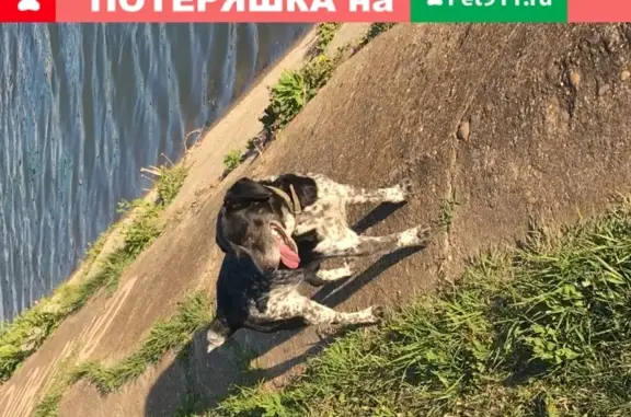 Пропала собака Сэм в хуторе Ленина, Краснодарский край