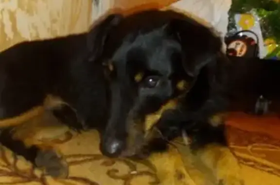 Найдена добрая собака в Солнечногорске