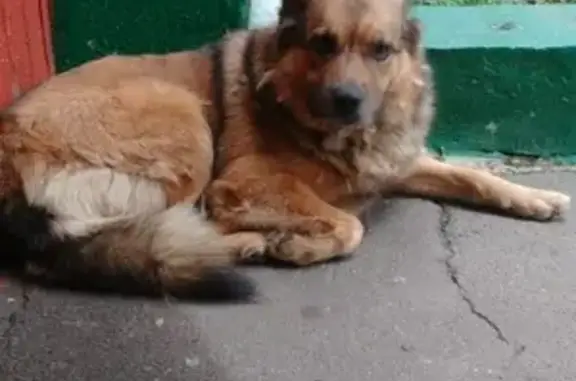 Найдена собака на улице Корнейчука 16