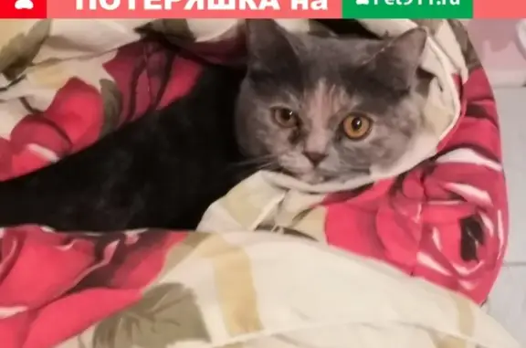 Пропала домашняя кошка на Липовой, Оренбург