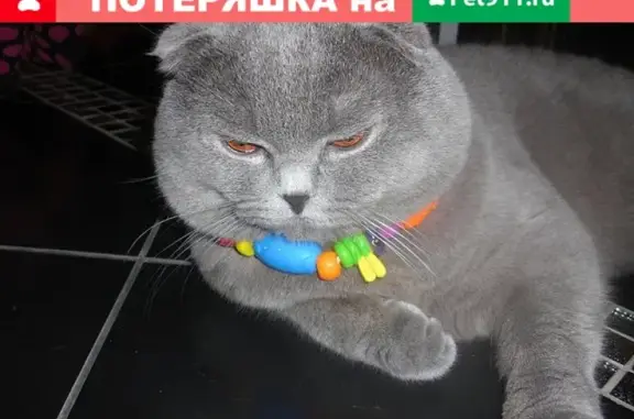 Пропала кошка вислоухая с хромыми лапами в Домодедовском районе МО